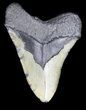 Huge, Megalodon Tooth - North Carolina #36258-2